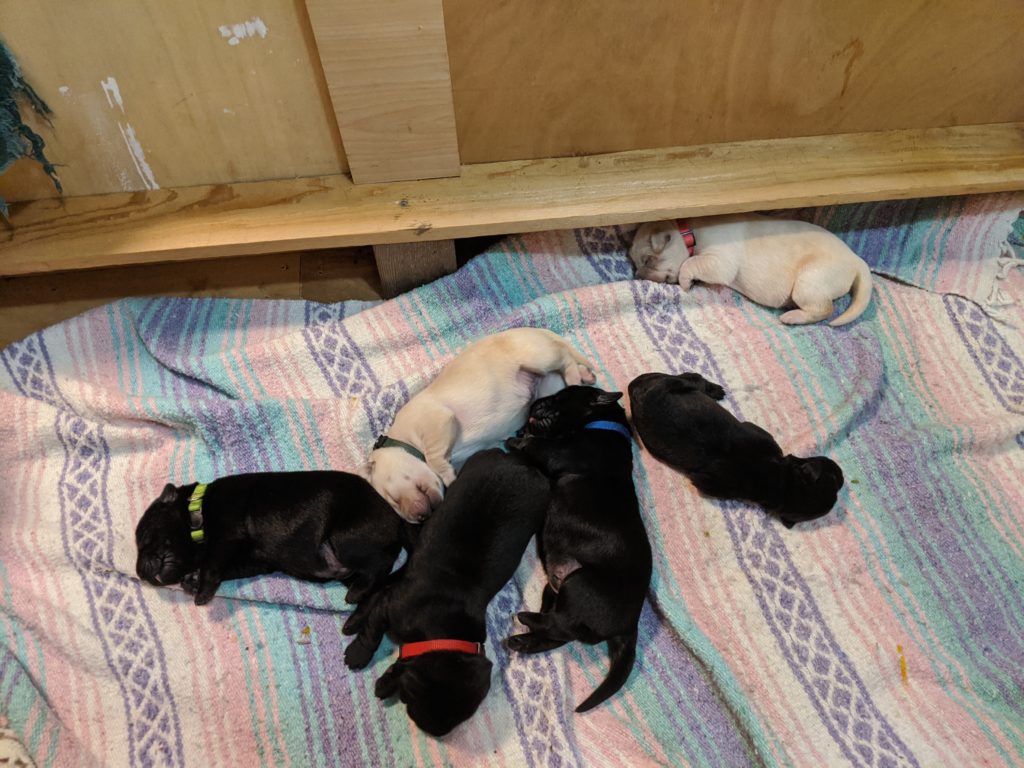 New Labrador puppies born on january 6 2020; Smith Labrador Puppies; smithbabypuppies, purebred lab puppies.