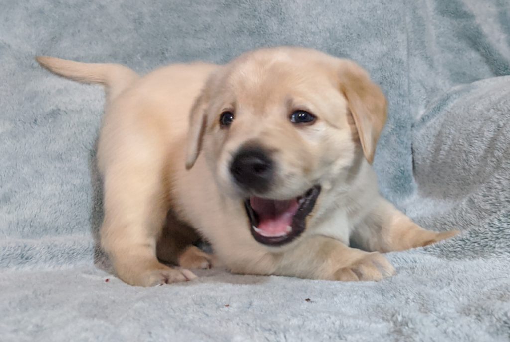 New Labrador puppies born on january 6 2020; Smith Labrador Puppies; smithbabypuppies, purebred lab puppies.