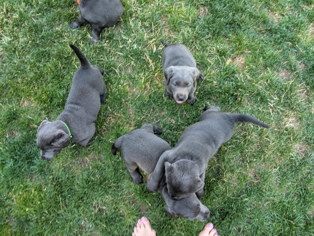 silver and charcoal puppies playing in the yard